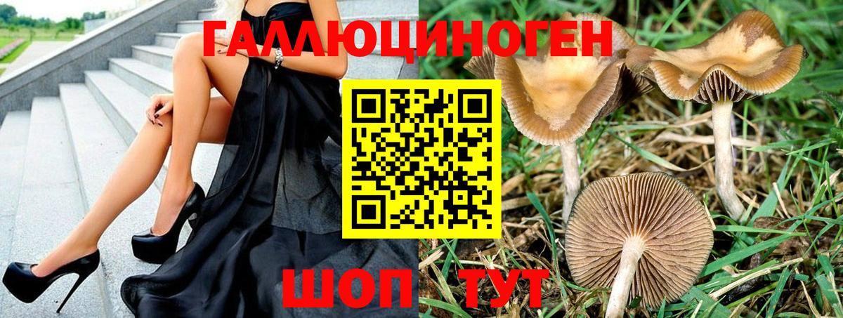 Псилоцибиновые грибы Cubensis Нововоронеж